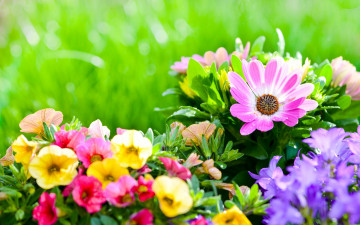 Картинка цветы разные+вместе клумба колокольчики петунии доротеантус маргаритковидный