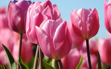 Картинка цветы тюльпаны бутоны розовые макро