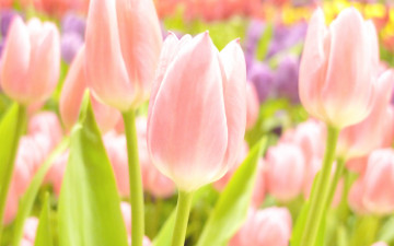 Картинка цветы тюльпаны розовый нежный весна фокус