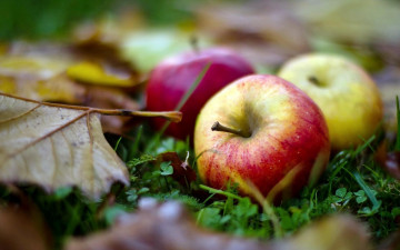Картинка еда Яблоки яблоки листья осень