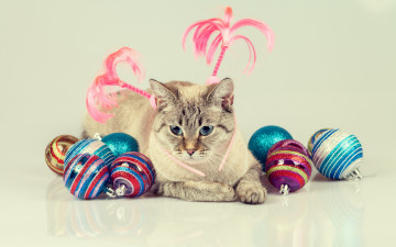 Картинка животные коты игрушки шарики кот кошка