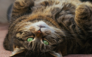 Картинка животные коты кошка зелёные глаза взгляд