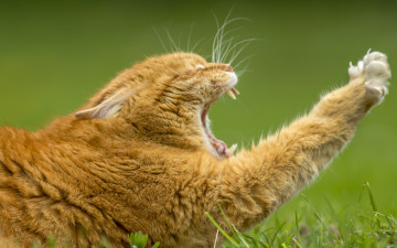 Картинка животные коты потягушки зевок кот зевает рыжий лапа