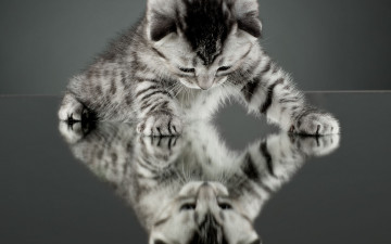 Картинка животные коты зеркало фон обои отражение котенок кот кошка