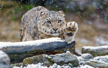 Картинка животные снежный+барс+ ирбис взгляд зоопарк камни зима снегопад дикие кошки снег барс бревно снежный лапа