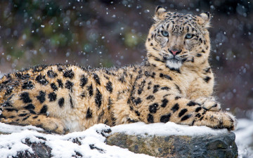 Картинка животные снежный+барс+ ирбис зоопарк портрет фон камни снегопад барс снежный кошки лежит снег зима взгляд дикие