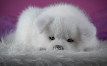 Картинка животные собаки мех носик крупный план фон белый акита мордашка акита-ину взгляд фотосессия розовый собака лежит щенок