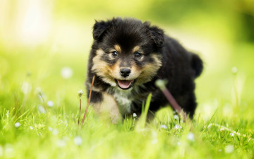 Картинка животные собаки собака взгляд трава малыш щенок боке финский лаппхунд