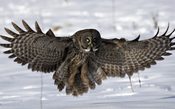 Картинка животные совы крылья сова снег