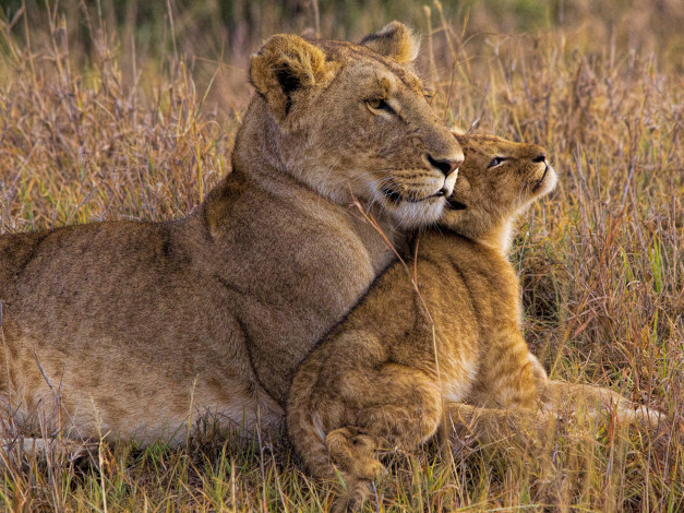 Обои картинки фото животные, львы, львенок, львица, африка