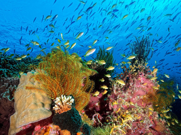 Обои картинки фото животные, морская фауна, природа, подводный, мир, под, водой, кораллы, водоросли, рыбы, вода, океан, море