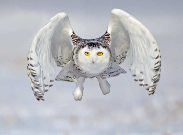 Обои картинки фото животные, совы, зима, белая, сова, полет, снег, полярная, взлет