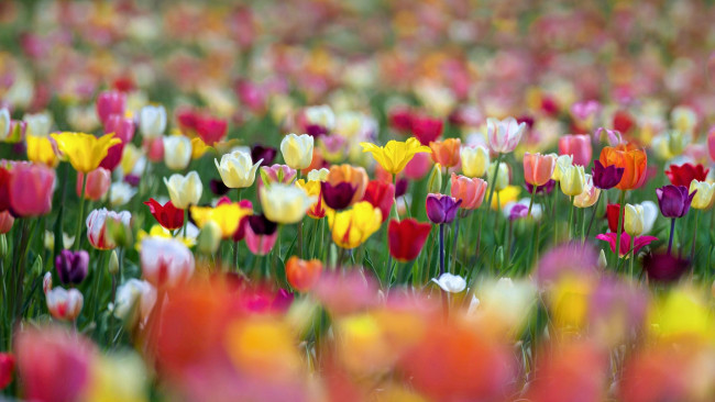 Обои картинки фото цветы, тюльпаны, боке, краски, весна