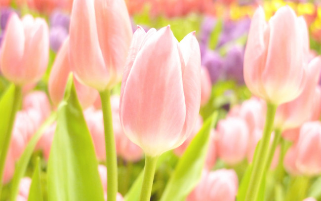 Обои картинки фото цветы, тюльпаны, розовый, нежный, весна, фокус
