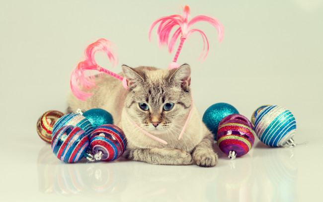 Обои картинки фото животные, коты, игрушки, шарики, кот, кошка