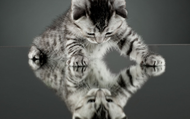 Обои картинки фото животные, коты, зеркало, фон, обои, отражение, котенок, кот, кошка