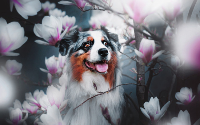 Обои картинки фото животные, собаки, ветки, магнолия, цветки, собака