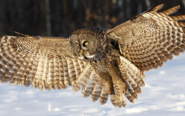 Обои картинки фото животные, совы, снег, сова, крылья, зима, взгляд