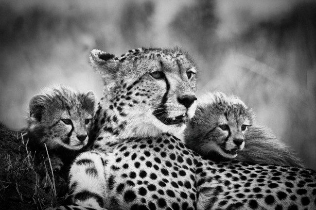 Обои картинки фото животные, гепарды, чёрно, -, белое, фото, детеныши, мама