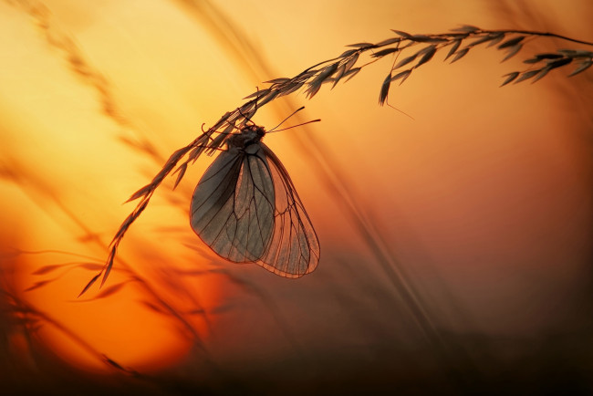 Обои картинки фото животные, бабочки,  мотыльки,  моли, бабочка, закат, макро, свет, солнце, трава