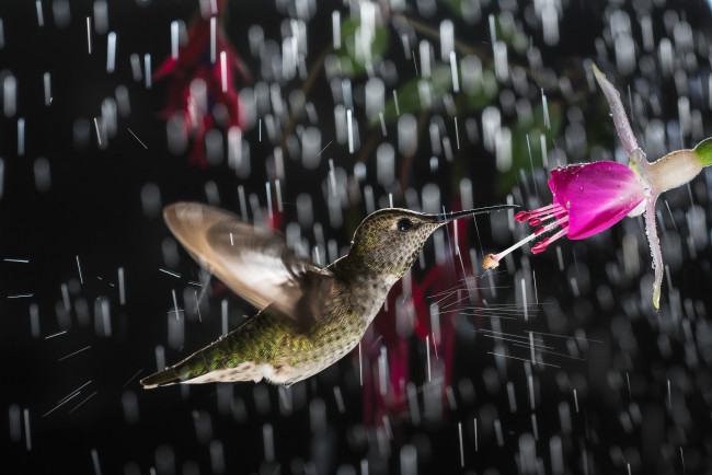 Обои картинки фото животные, колибри, цветок, дождь, птица