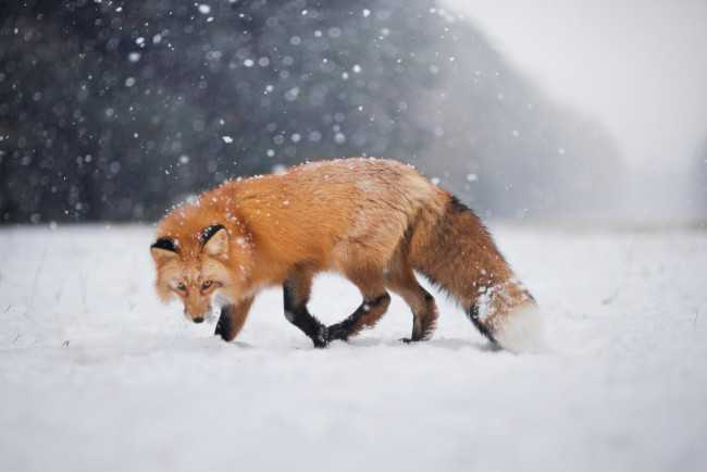 Обои картинки фото животные, лисы, снег, взгляд, боке, зима, лис, лиса