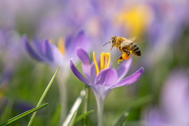 Обои картинки фото животные, пчелы,  осы,  шмели, макро, цветы, пчела, весна, крокусы
