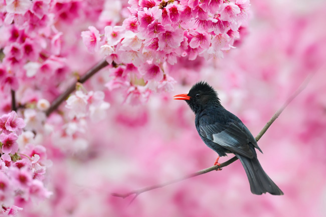Обои картинки фото животные, птицы, весна, птица, ветка, чёрная, цветы