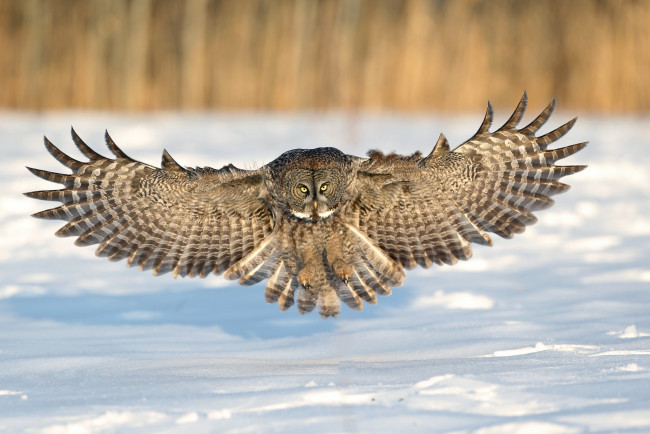 Обои картинки фото животные, совы, посадка, полёт, сова, снег, зима, крилья