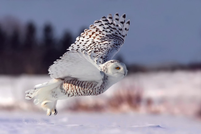 Обои картинки фото животные, совы, снег, зима, взлет, полярная, сова, белая, полет