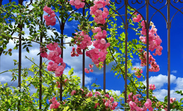 Картинка цветы розы решетка розовые голубое небо