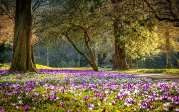Картинка природа парк весна крокусы