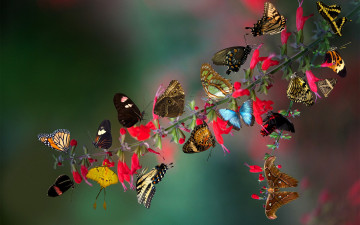 Картинка животные бабочки +мотыльки +моли ветка