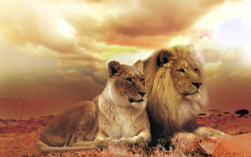Картинка животные львы пара тучи