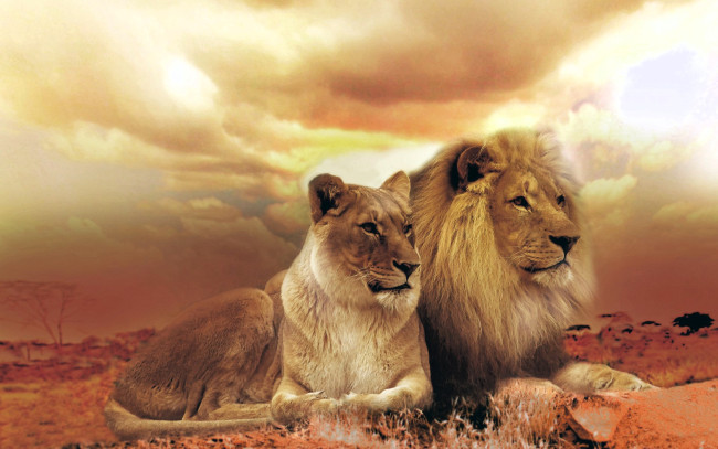 Обои картинки фото животные, львы, пара, тучи