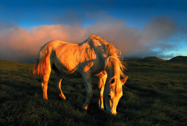 Обои картинки фото животные, лошади, лошадь, белая, луг