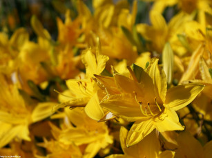 Картинка цветочки цветы рододендроны азалии
