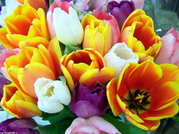 Обои картинки фото цветочки, цветы, тюльпаны