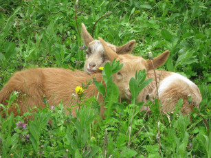 Картинка животные козы трава