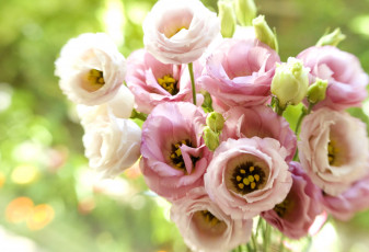 Картинка цветы эустома розовый букет