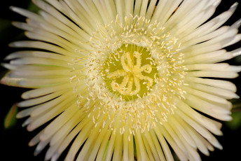 Картинка цветы аизовые лепестки