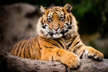 Картинка животные тигры тигр лежит взгляд