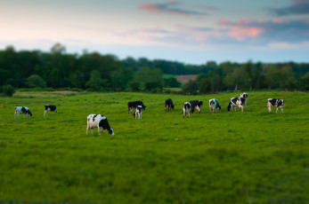 Картинка животные коровы буйволы поле луг закат небо деревья