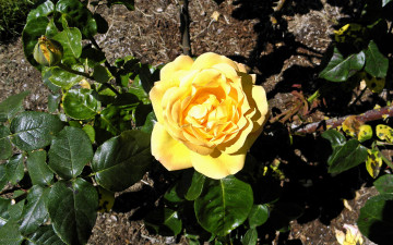 Картинка цветы розы роза желтая листья