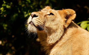 Картинка животные львы вверх смотрит львица лев