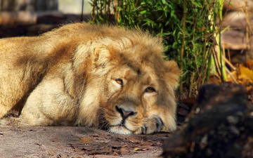 Картинка животные львы задумчивый смотрит лежит лев морда