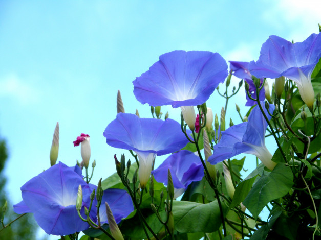 Обои картинки фото цветы, вьюнки, ипомеи, голубой, небо, ипомея