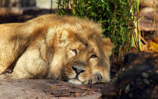 Обои картинки фото животные, львы, задумчивый, смотрит, лежит, лев, морда