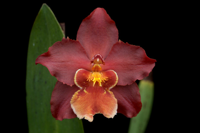 Обои картинки фото цветы, орхидеи, экзотика, лепестки, красный