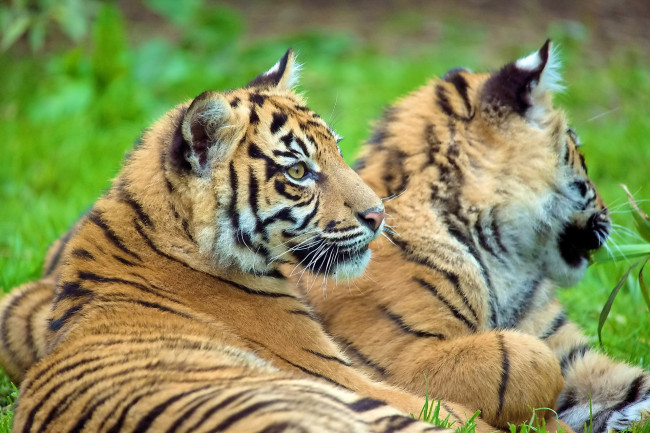 Обои картинки фото животные, тигры, лежит, смотрит, тигр, тигрёнок